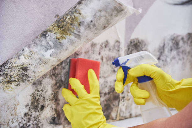  Edinburg, IL Mold Removal Pros